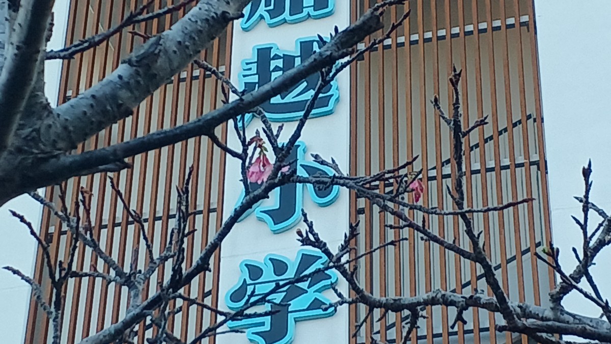 船越小にも春が・・・の画像