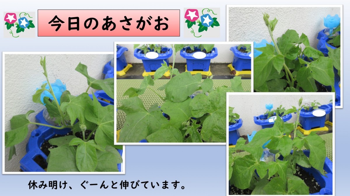今日のあさがおの画像