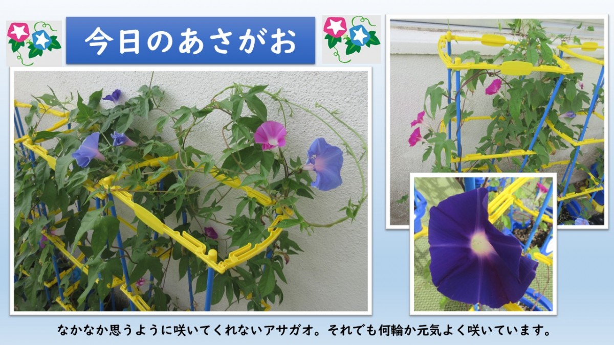 今日のあさがおの画像