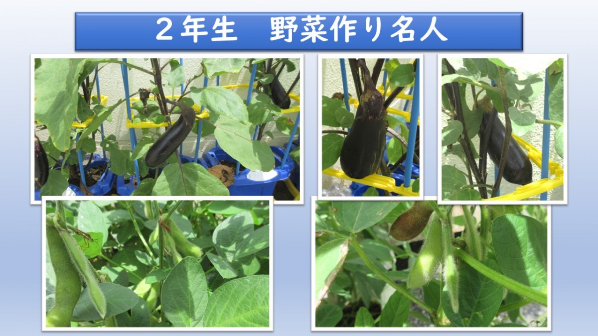 2年生の野菜の画像