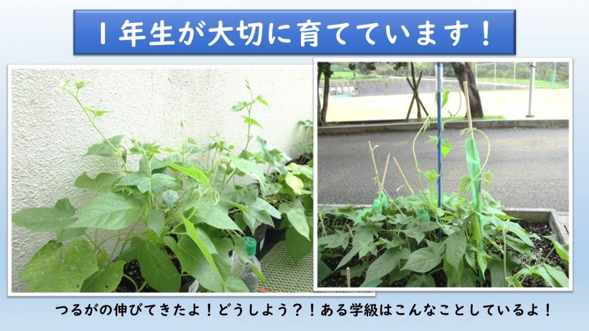 １年生が大切に育てています‼の画像