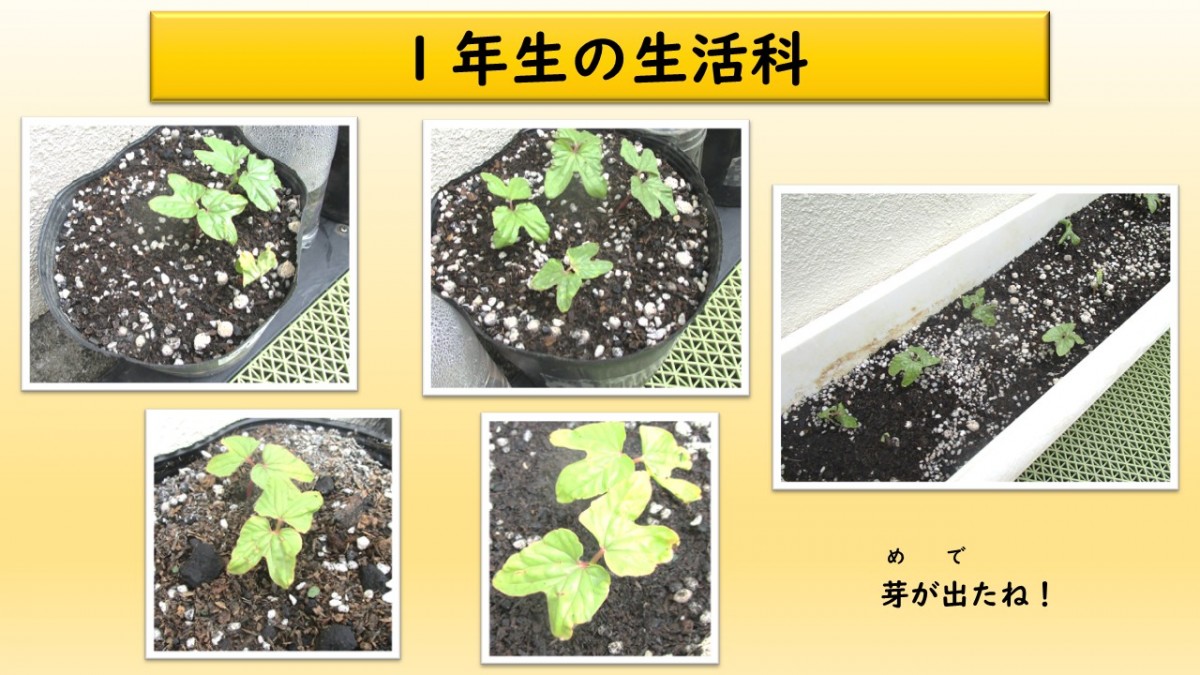 １年生　生活科の学習の画像