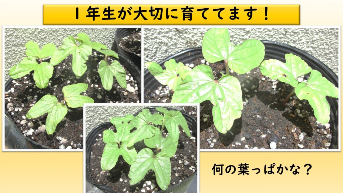 1年生が大切に育てています！の画像