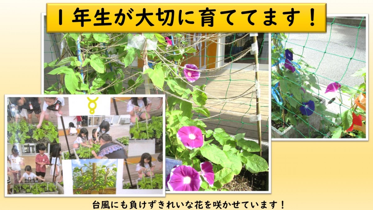 1年生が大切に育ててます！の画像