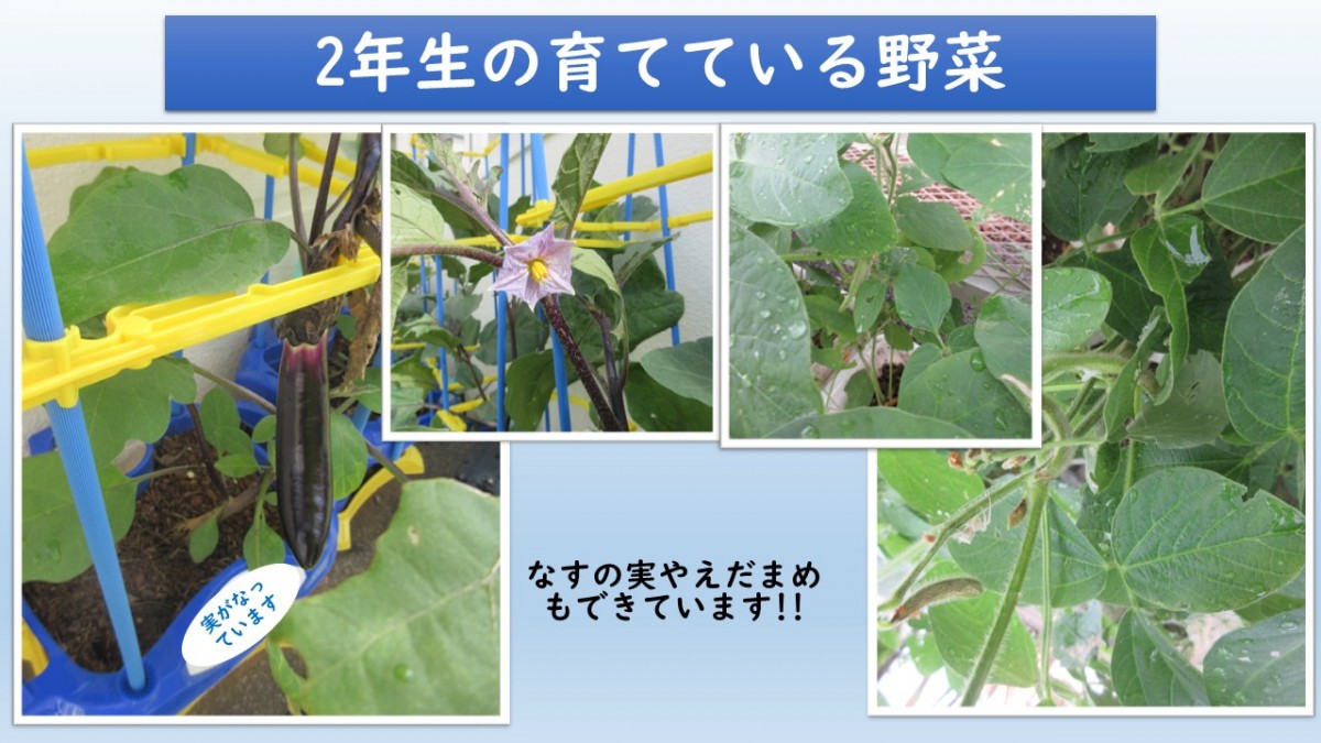 2年生の野菜の画像