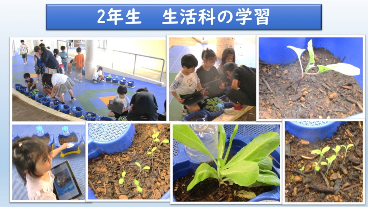 ２年生　生活科の学習の画像