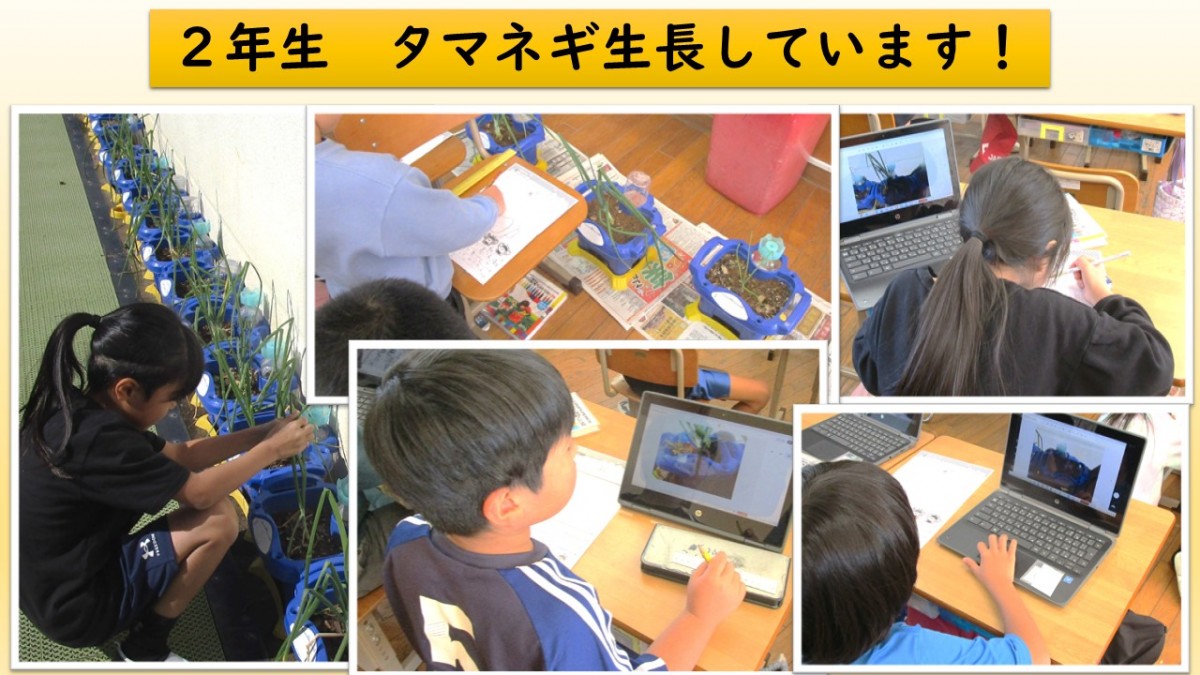 ２年生　タマネギの生長の画像