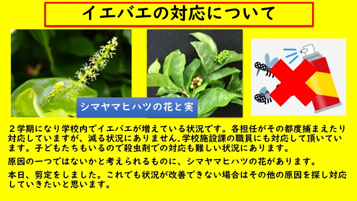 イエハエの発生についての画像