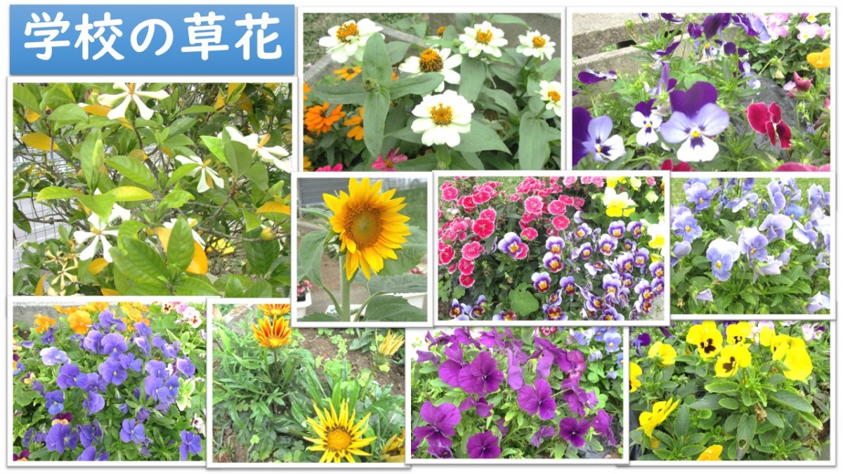 学校に咲いている花の画像