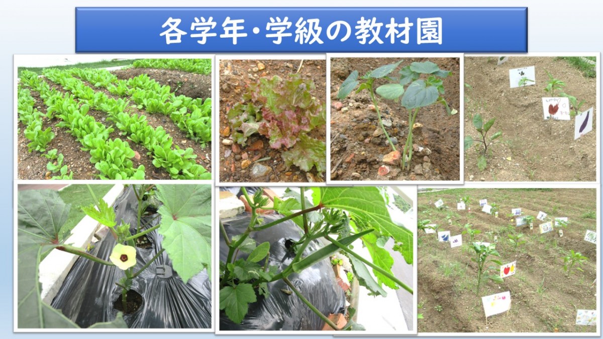 各学年・学級の教材園の画像