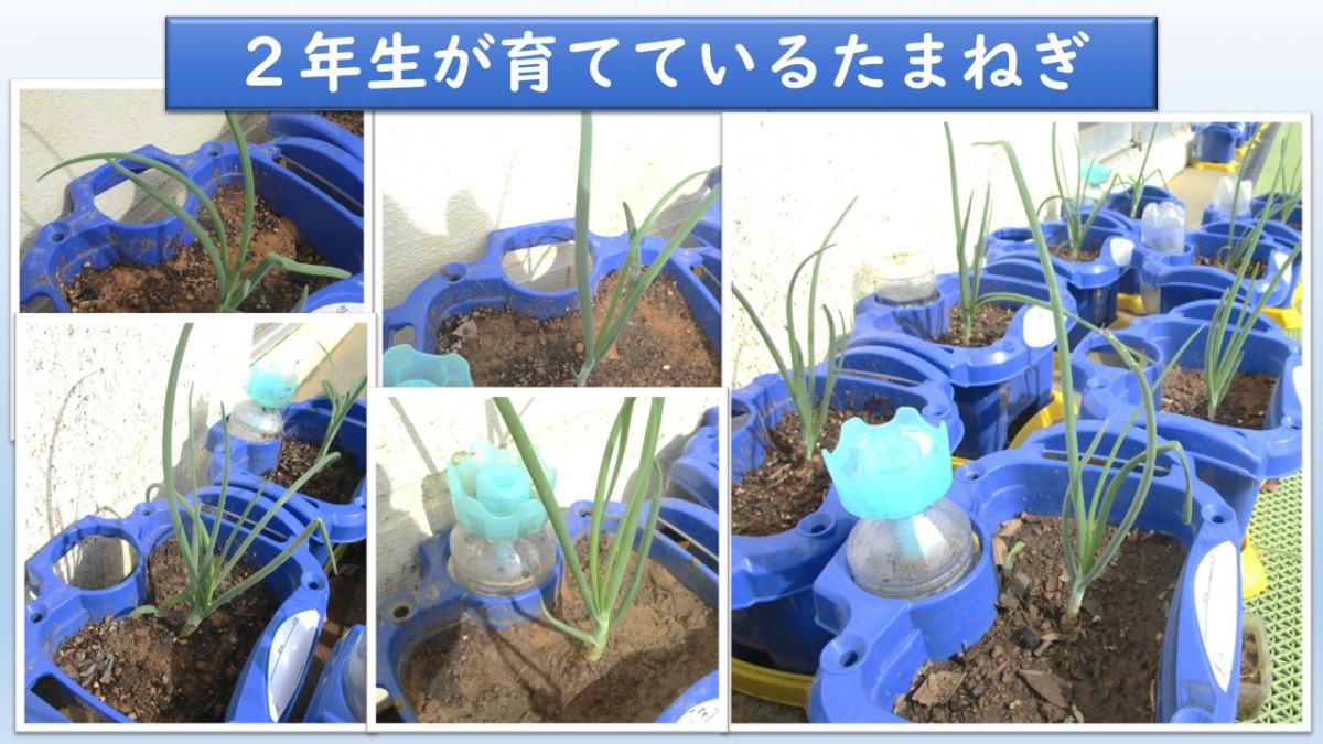 ２年生の成果活科の学習の画像