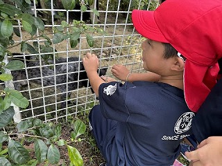 ミニ動物園見学の画像