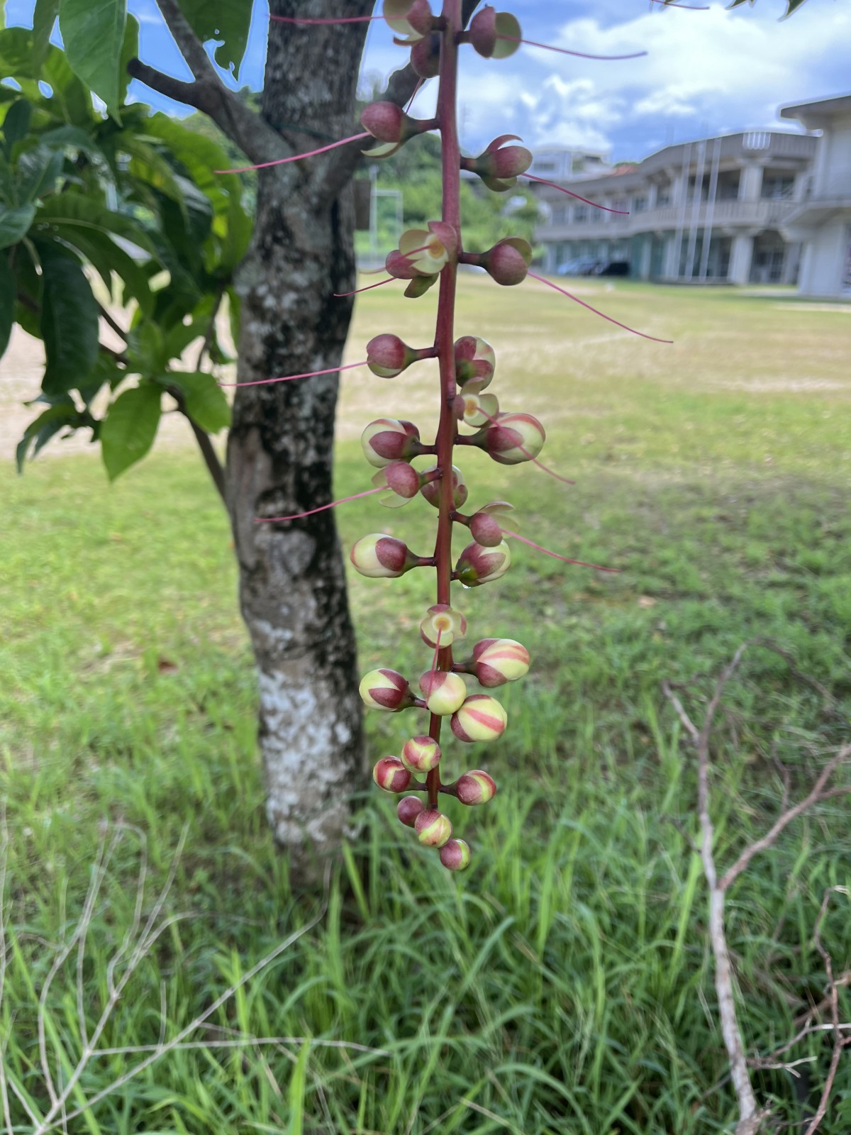 花言葉は「幸福が訪れる」の画像