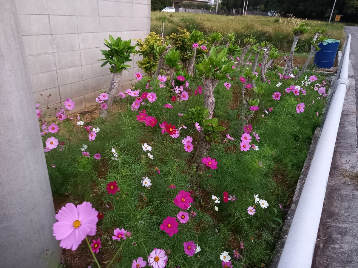 コスモスが満開！の画像