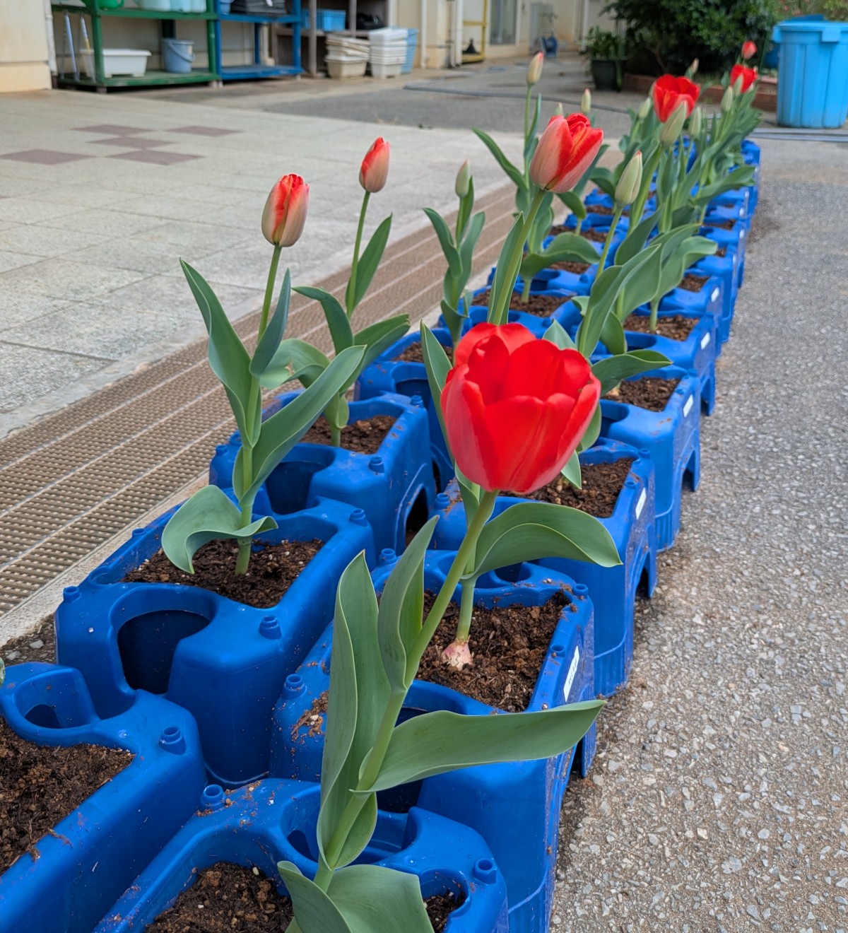 チューリップの花が咲きました！の画像
